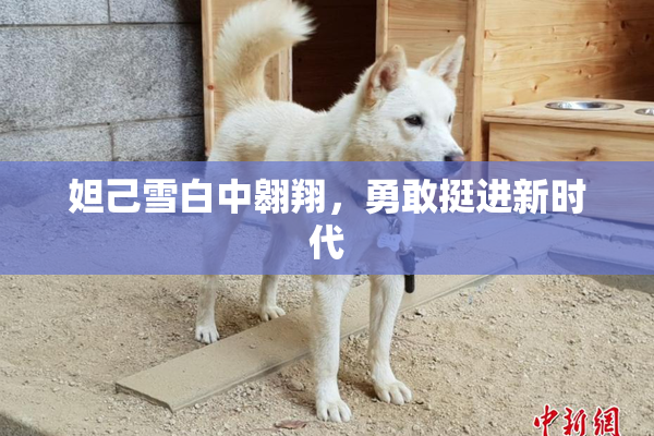 妲己雪白中翱翔，勇敢挺进新时代