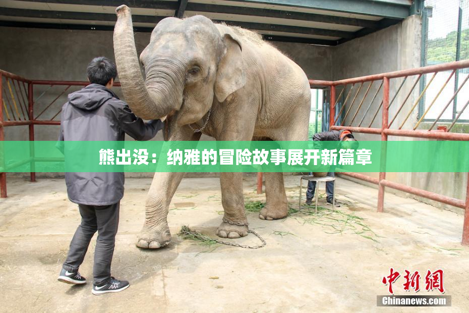 熊出没：纳雅的冒险故事展开新篇章