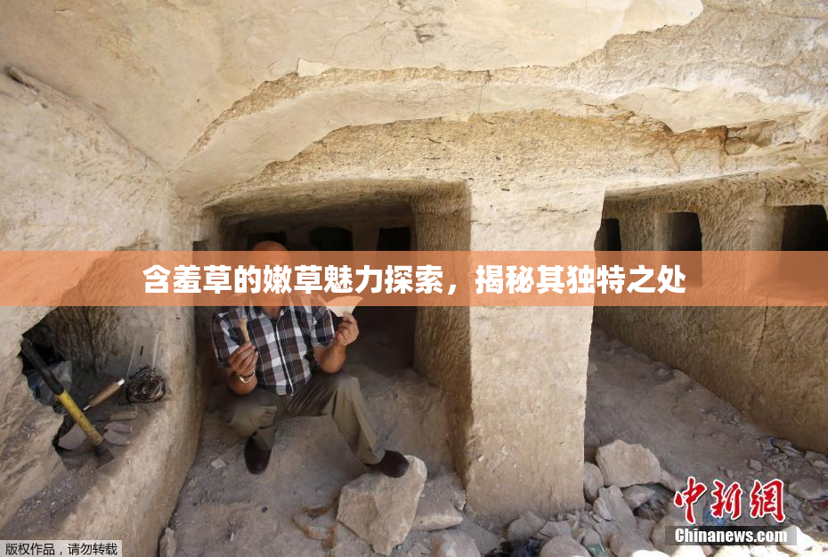 含羞草的嫩草魅力探索，揭秘其独特之处