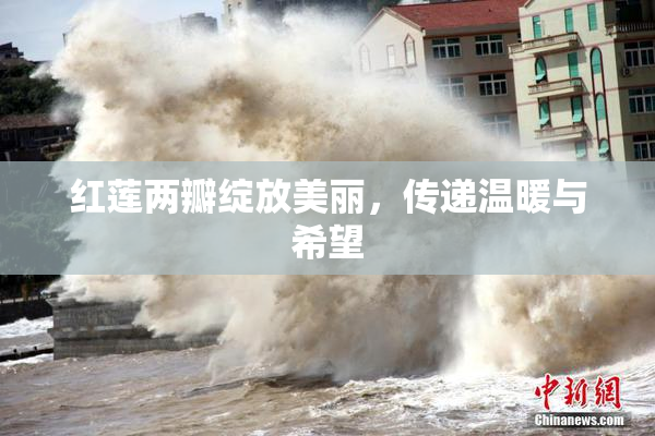 红莲两瓣绽放美丽，传递温暖与希望
