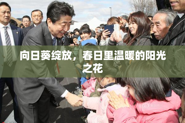 向日葵绽放，春日里温暖的阳光之花