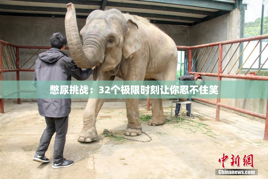 憋尿挑战：32个极限时刻让你忍不住笑