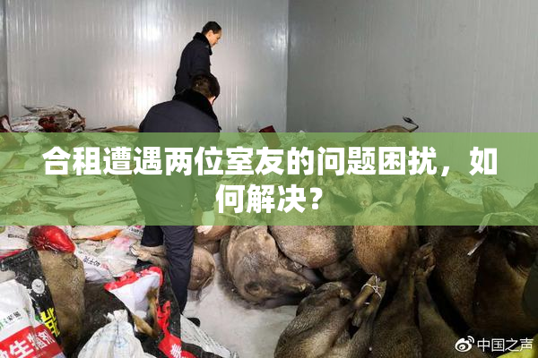 合租遭遇两位室友的问题困扰，如何解决？