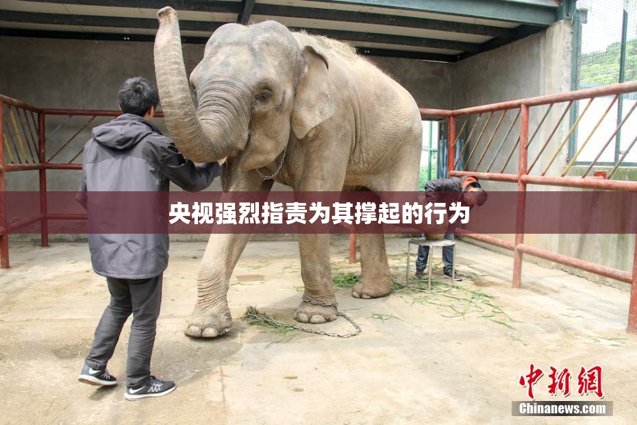 央视强烈指责为其撑起的行为
