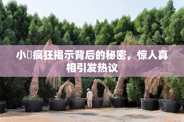 小泬疯狂揭示背后的秘密，惊人真相引发热议