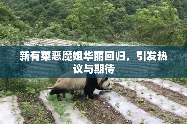 新有菜恶魔姐华丽回归，引发热议与期待