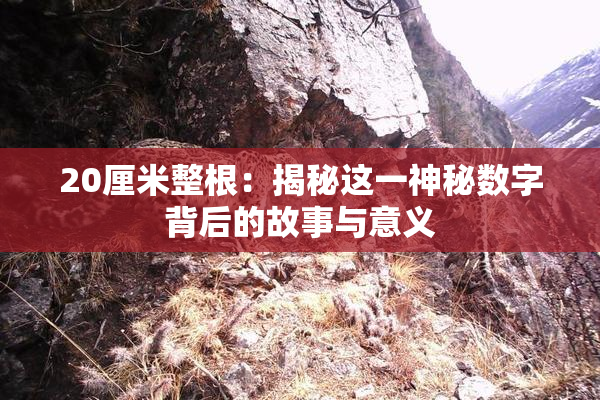 20厘米整根：揭秘这一神秘数字背后的故事与意义