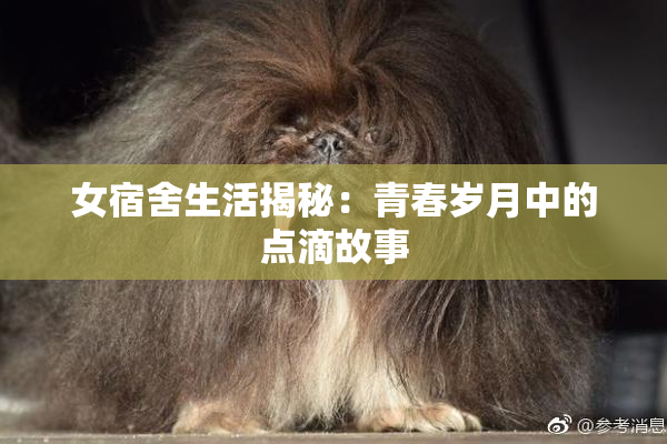 女宿舍生活揭秘：青春岁月中的点滴故事