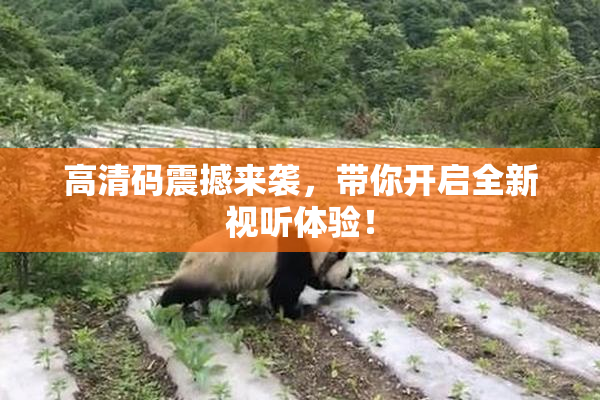 高清码震撼来袭，带你开启全新视听体验！