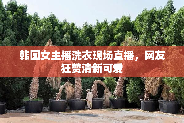韩国女主播洗衣现场直播，网友狂赞清新可爱