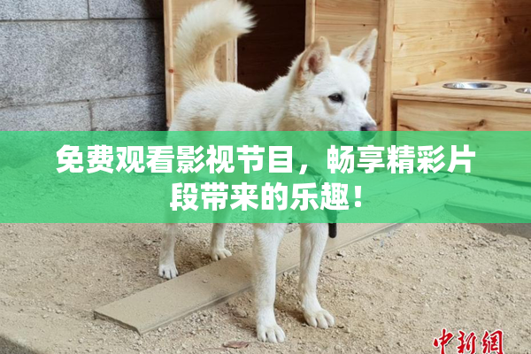 免费观看影视节目，畅享精彩片段带来的乐趣！