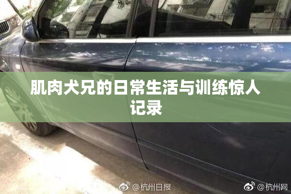肌肉犬兄的日常生活与训练惊人记录