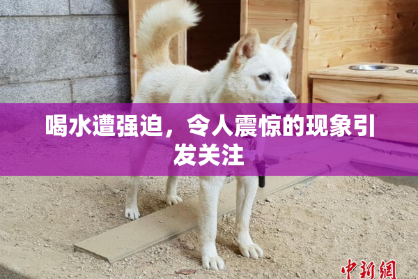 喝水遭强迫，令人震惊的现象引发关注