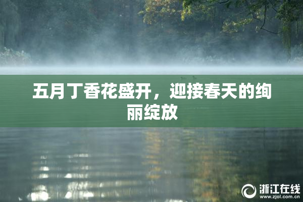 五月丁香花盛开，迎接春天的绚丽绽放