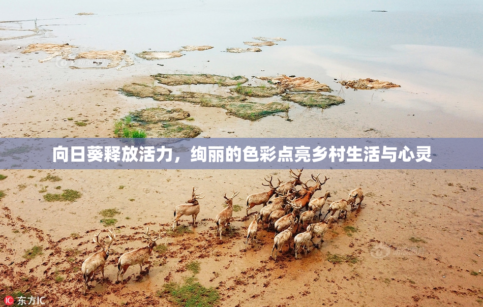向日葵释放活力，绚丽的色彩点亮乡村生活与心灵