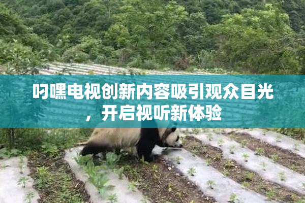 叼嘿电视创新内容吸引观众目光，开启视听新体验