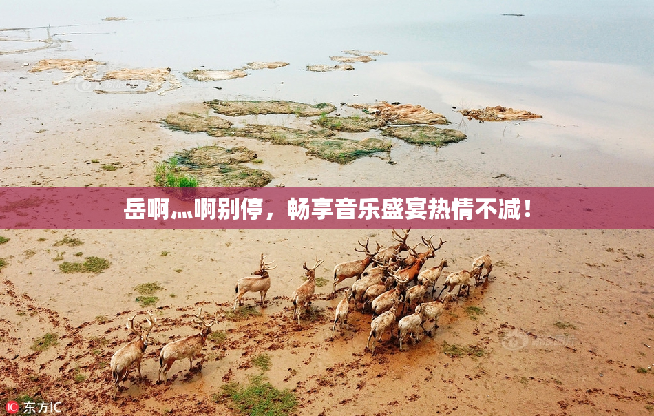 岳啊灬啊别停，畅享音乐盛宴热情不减！