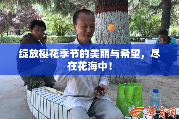绽放樱花季节的美丽与希望，尽在花海中！