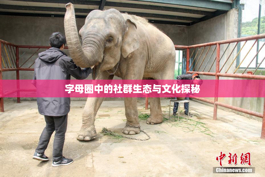字母圈中的社群生态与文化探秘