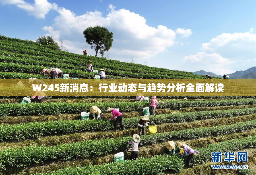 W245新消息：行业动态与趋势分析全面解读