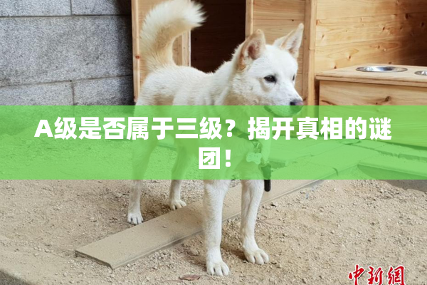 A级是否属于三级？揭开真相的谜团！