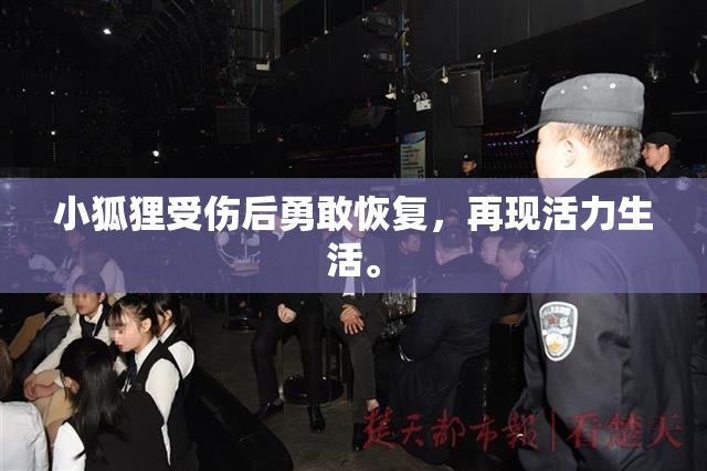 小狐狸受伤后勇敢恢复，再现活力生活。