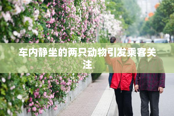 车内静坐的两只动物引发乘客关注