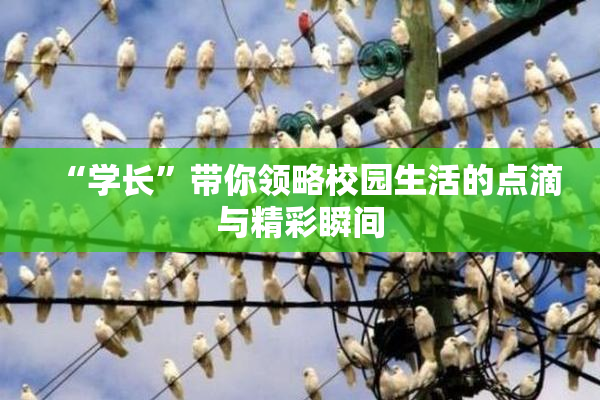 “学长”带你领略校园生活的点滴与精彩瞬间