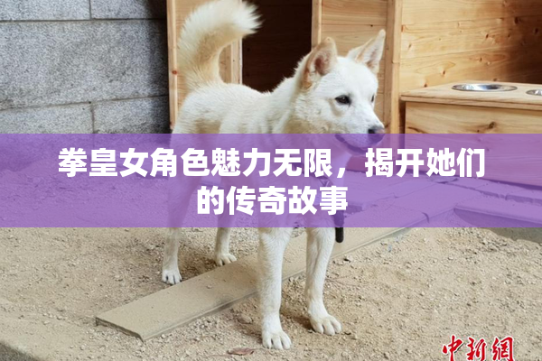 拳皇女角色魅力无限，揭开她们的传奇故事