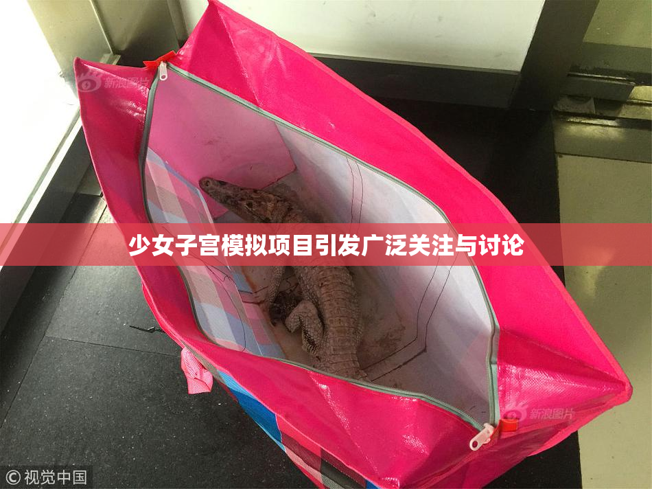 少女子宫模拟项目引发广泛关注与讨论