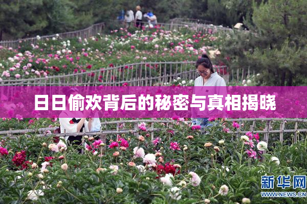 日日偷欢背后的秘密与真相揭晓