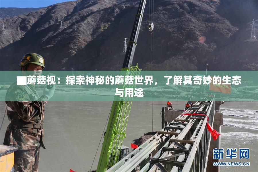 ▇蘑菇视：探索神秘的蘑菇世界，了解其奇妙的生态与用途