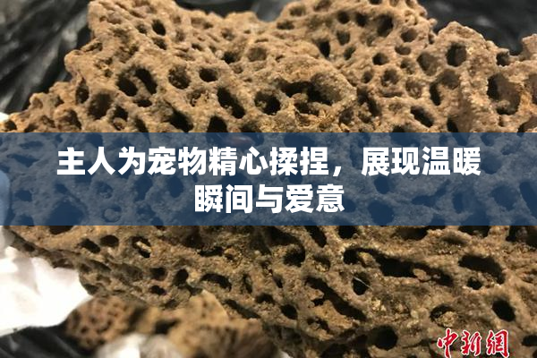 主人为宠物精心揉捏，展现温暖瞬间与爱意