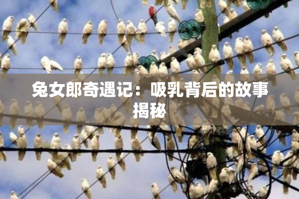 兔女郎奇遇记：吸乳背后的故事揭秘