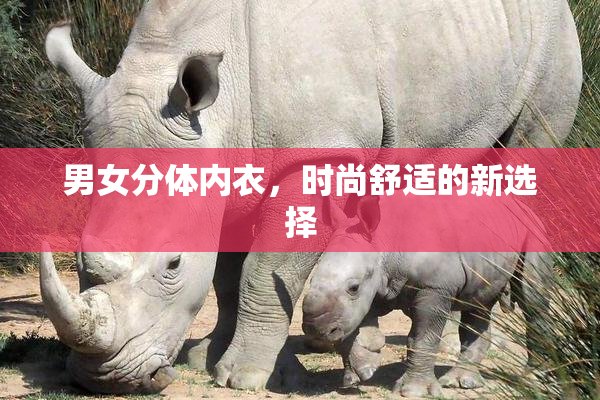 男女分体内衣，时尚舒适的新选择