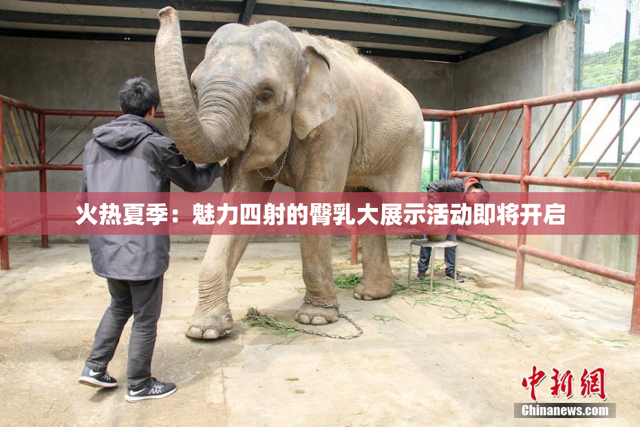 火热夏季：魅力四射的臀乳大展示活动即将开启