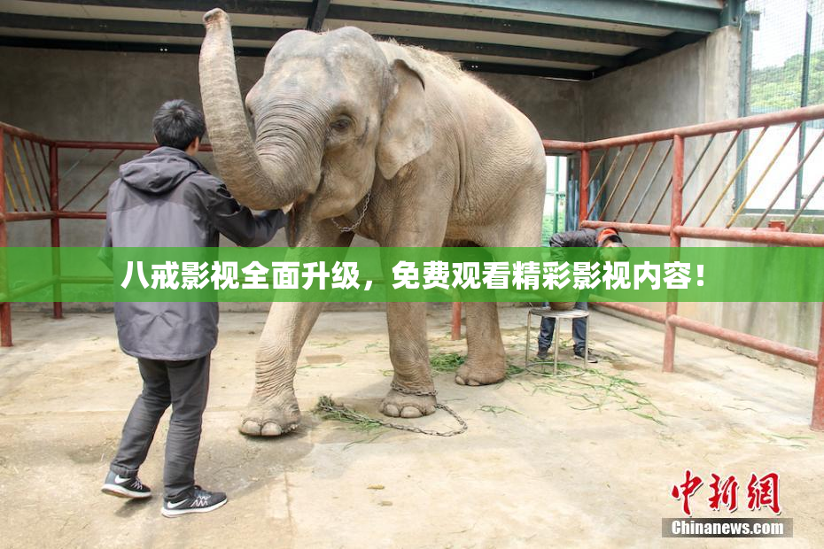 八戒影视全面升级，免费观看精彩影视内容！