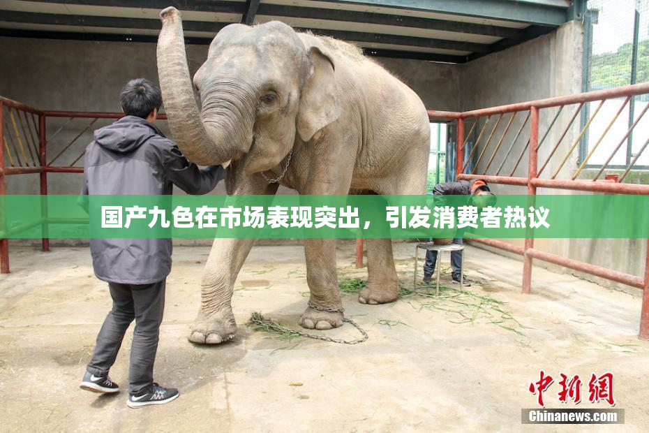 国产九色在市场表现突出，引发消费者热议