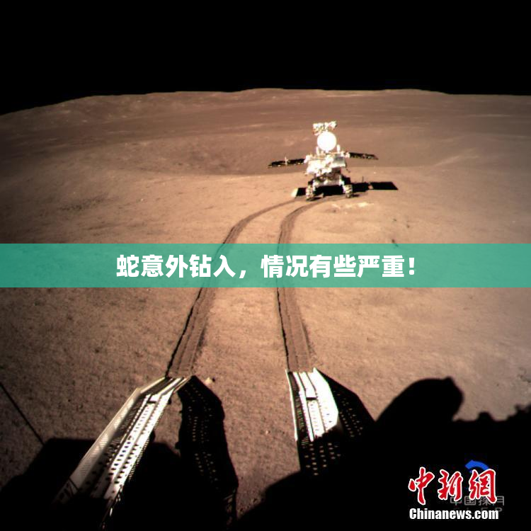 蛇意外钻入，情况有些严重！