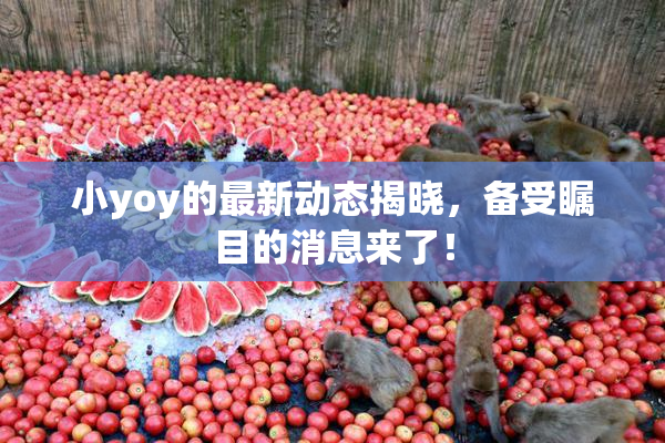 小yoy的最新动态揭晓，备受瞩目的消息来了！