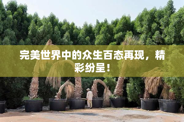 完美世界中的众生百态再现，精彩纷呈！