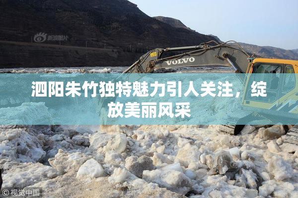 泗阳朱竹独特魅力引人关注，绽放美丽风采