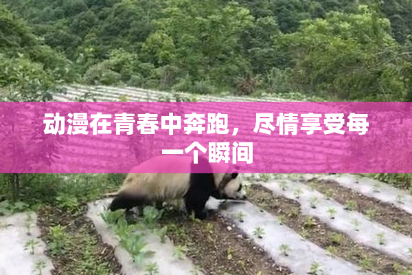 动漫在青春中奔跑，尽情享受每一个瞬间
