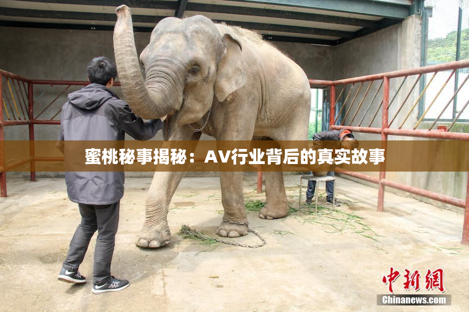 蜜桃秘事揭秘：AV行业背后的真实故事