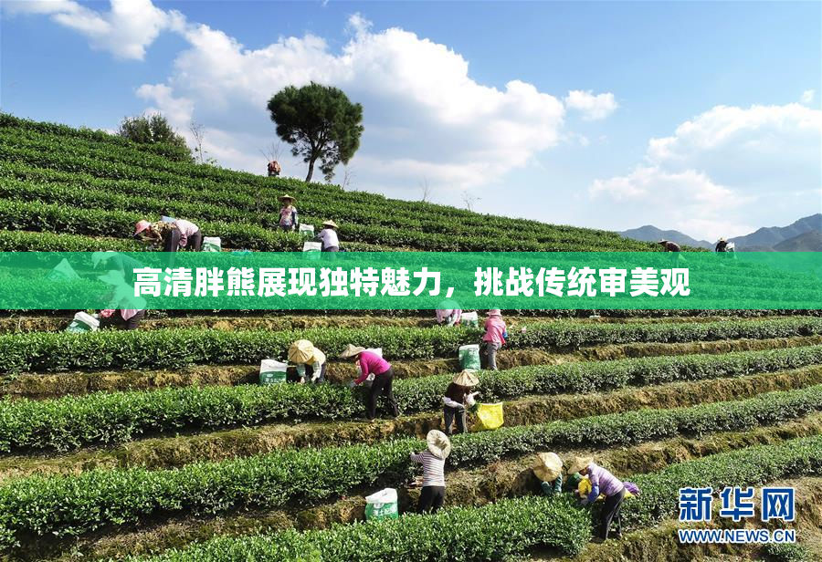 高清胖熊展现独特魅力，挑战传统审美观