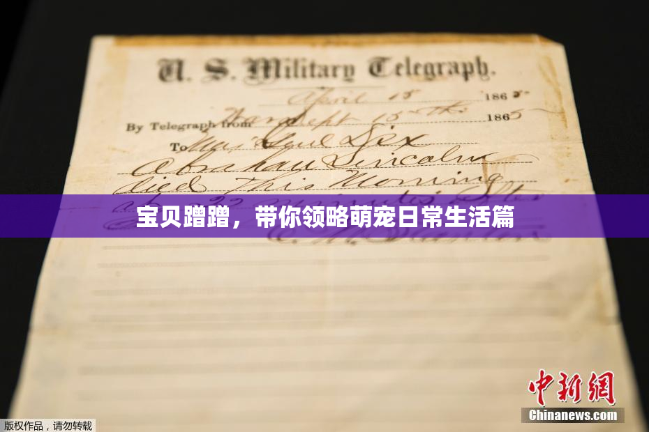 宝贝蹭蹭，带你领略萌宠日常生活篇