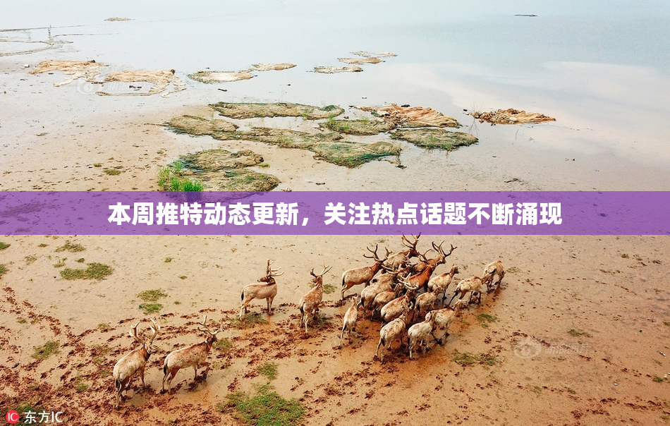 本周推特动态更新，关注热点话题不断涌现