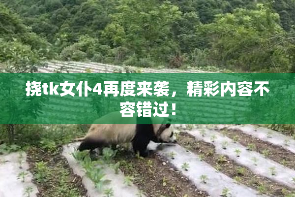 挠tk女仆4再度来袭，精彩内容不容错过！