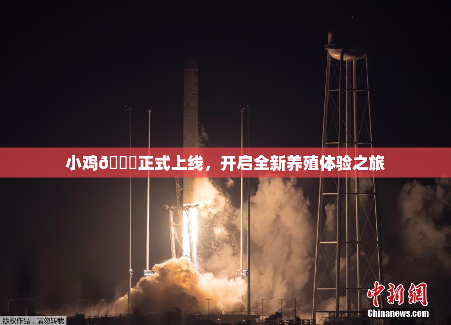 小鸡🐔正式上线，开启全新养殖体验之旅