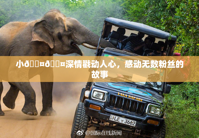 小🐤🐤深情戳动人心，感动无数粉丝的故事